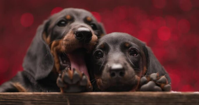 sweet teckel dog is panting next to his friend and they are both cuddling against red background