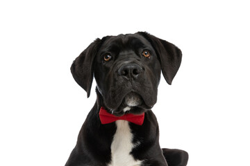 portrait of beautiful cane corso dog wearing red bowtie and being elegant