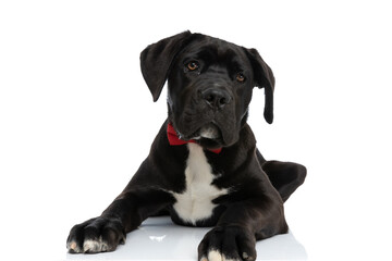 precious black cane corso dog with bowtie laying down in studio