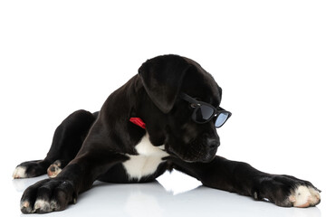 cool cane corso puppy wearing red bowtie and looking over glasses