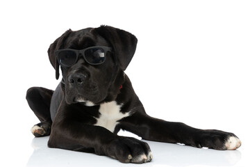 lovely cane corso dog wearing sunglasses and looking to side