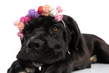 portrait of cute cane corso puppy wearing flowers headband
