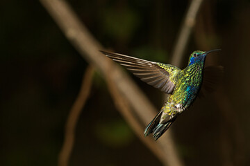 Obraz premium Sparkling violetear hummingbird. Colibri coruscans