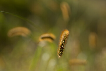 close up of catepillar grass