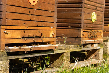 Fototapeta na wymiar The bee hives on a meadow with flying bees.
