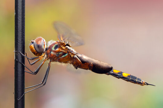 Dragonfly Hanging Onto A Metal Rod
