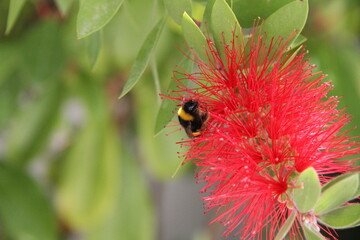 planta natureza
