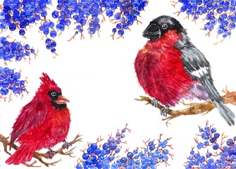 A hand-drawn Christmas card. Watercolor cardinal and bullfinch isolated on a white background with bright clusters of blue and purple berries on the branches. Winter birds