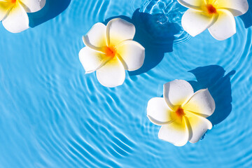 Fototapeta na wymiar Tropical frangipani flowers on a blue water background. Top view, flat lay