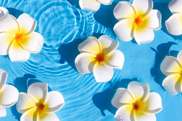 Plumeria flowers on a blue water background. Top view, flat lay