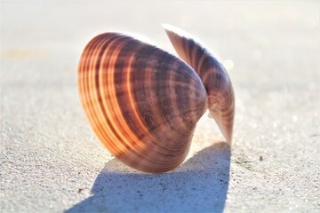 shell 