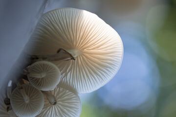 Obraz premium Oudemansiella mucida;Porcelain fungus on a tree at autumn;macro shot