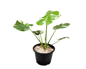 monstera thaiconstellation, beautiful auspicious ornamental plants