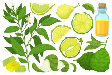 Bergamot vector cartoon icon set . Collection vector illustration bergamot on white background.Isolated cartoon illustration icon set of lime for web design.