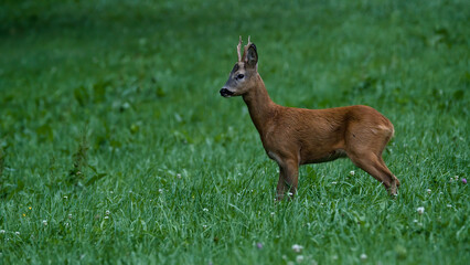 deer, tier, wild lebende tiere, natur, säugetier, wild, kitz, gras,