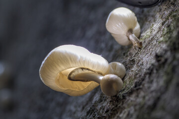 Oudemansiella mucida;Porcelain fungus on a tree at autumn;macro shot