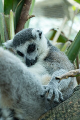A ring-tailed lemur sleeping up close (Lemur catta) in the Madagascar jungle.