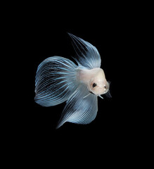 A betta fish is a small, freshwater fish that is brightly colored
has long fins and sometimes called a Siamese fighting fish.
This is one of kind betta fish called Snow White Veil Tail Betta Fish.
