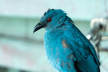 Female Asian fairy-bluebird (Irena puella) very close up, a beautiful blue tropical bird.