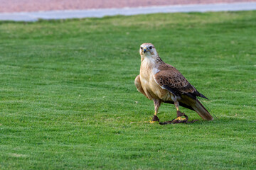A long legged buzzard (Buteo Rufinus) standing on the grass in conservation center