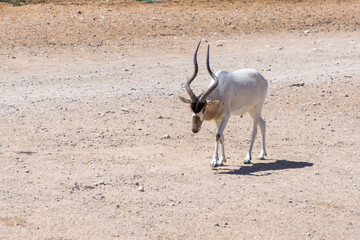 A critically endangered Addax (Addax nasomaculatus) also known as the screwhorn or white antelope walks in the desert sand