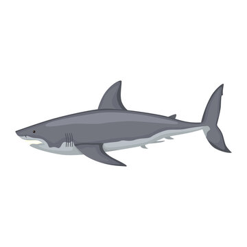 White shark isolated on white background. Cartoon character of ocean for children.