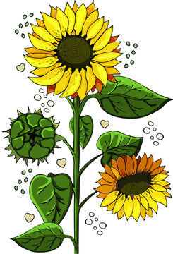 Vector graphics drawn yellow sunflower