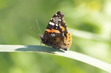 Un papillon