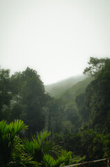misty morning in the forest