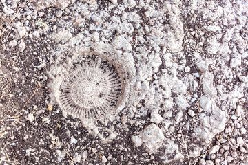 fósil de Ammonite en piedra en el Paraje natural El Torcal de Antequera, en Andalucía, España.