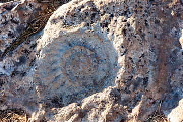 fósil de Ammonite en piedra en el Paraje natural El Torcal de Antequera, en Andalucía, España.