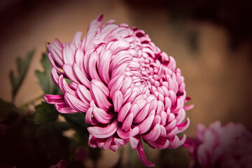 flor de crisantemo de pétalos rosa en un fondo desenfocado en tonos marrones © tingitania