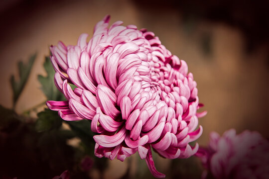 flor de crisantemo de p&eacute;talos rosa en un fondo desenfocado en tonos marrones