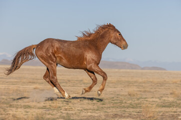 Wild Horse in the Utah Desert