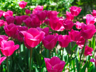 beautiful pink tulips in the garden