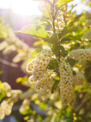 close-up of a branch of a white bird cherry in the backlight of the sun in the park in spring