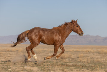 Wild Horse in the Utah Desert