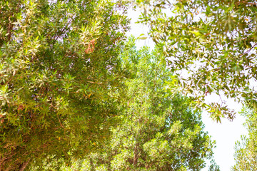 Green plants and long walkways at park