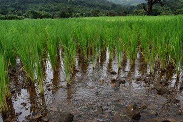 rice field