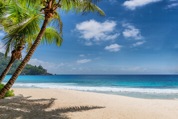 Fototapeta na wymiar Paradise tropical beach. Sandy beach with palm and tropical sea. Summer vacation and tropical beach concept. 