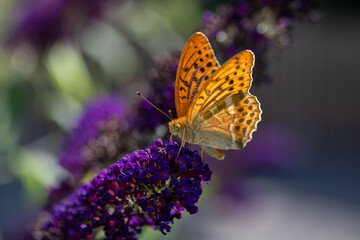 Schmetterling auf einem Flieder