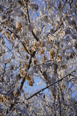 Obraz premium snow covered maple