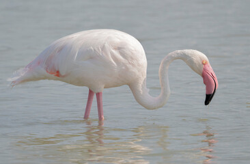 flock of flamingos in their natural ecosystem,Phoenicopterus
