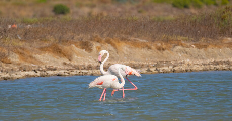 pink flamingos quarrel for the dominance of the territory
