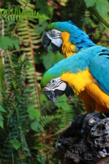 papagaio