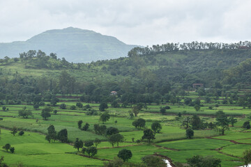 Rice fields landscape