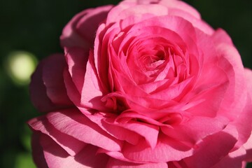 pink rose closeup