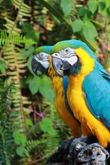 papagaio