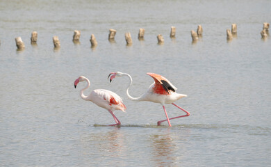 Naklejka premium pink flamingos quarrel for the dominance of the territory 