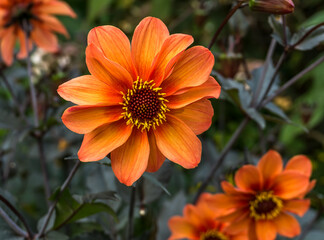 Brilliant Orange Flower Macro
